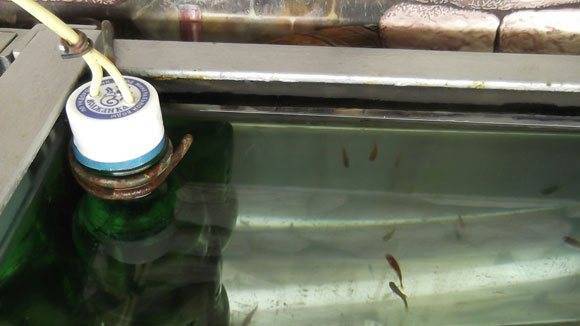 Нагреватель для аквариума с терморегулятором : выбор нагревателя