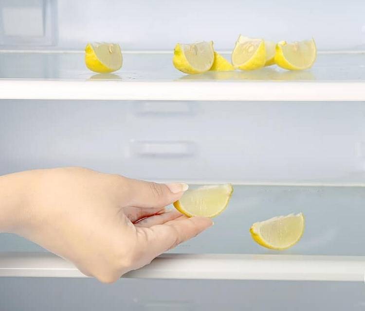 Плесень в холодильнике – как избавиться быстро причины