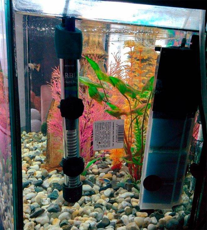 Как правильно установить обогреватель в аквариум?