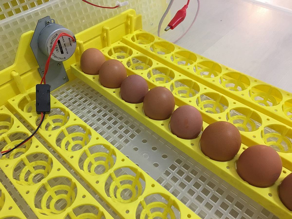Как сделать инкубатор для яиц в домашних условиях